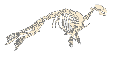 Esqueleto foca